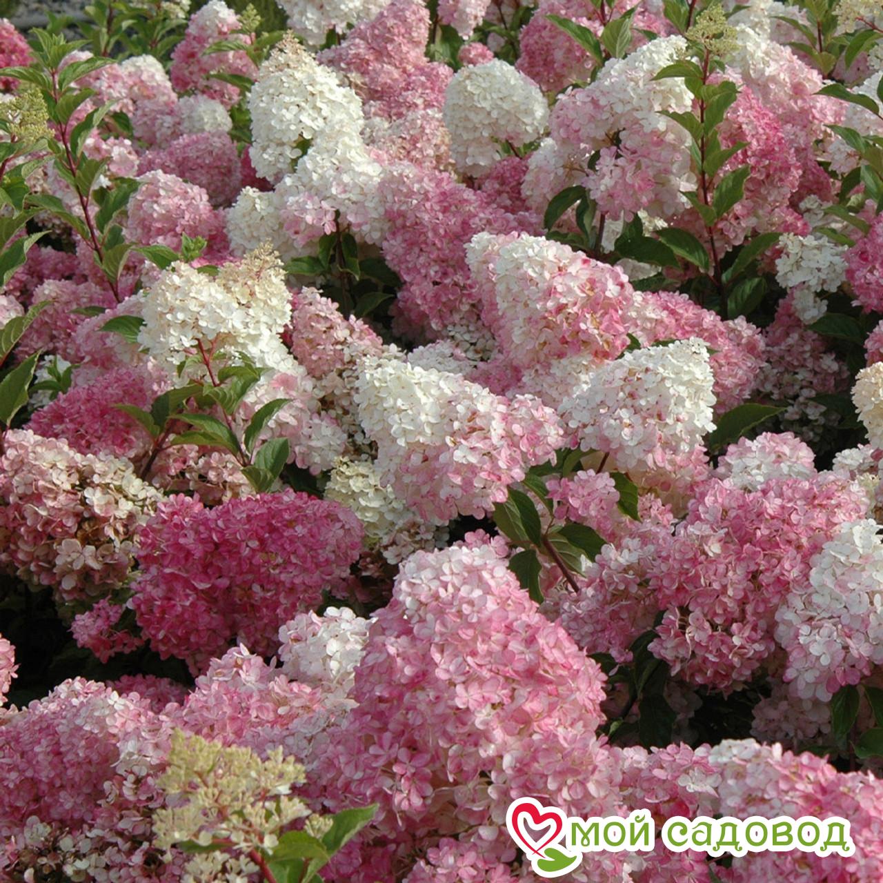 Гортензия Ванила Фрайз ЗКС