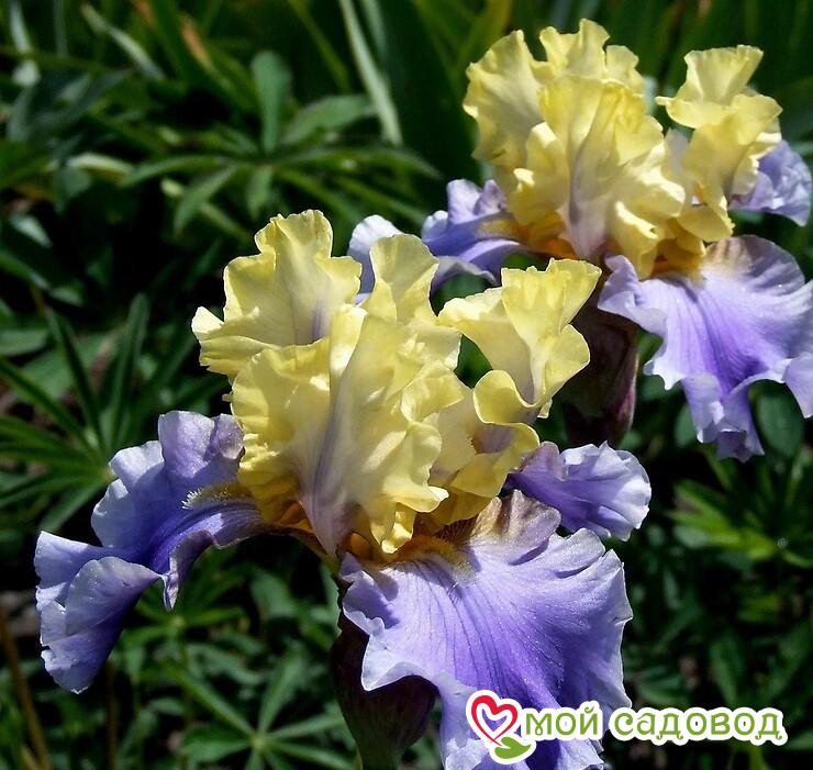 ИРИС ГЕРМАНСКИЙ ЭДИТ ВОЛФОРД