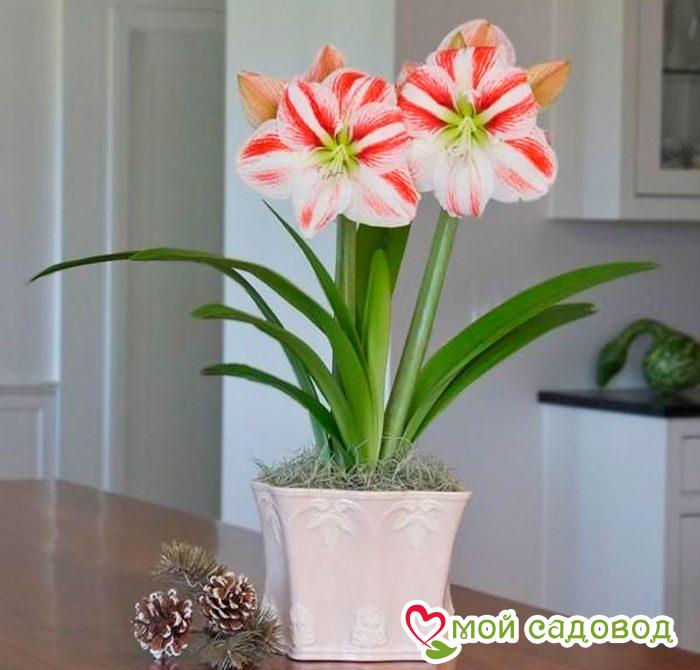 АМАРИЛЛИС КЛОУН